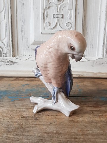 B&G Figure, Parrot no. 2019