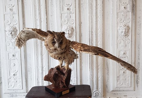 Stuffed Forest Horned Owl with widespread wings mounted on tree stump