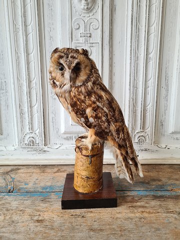 Stuffed forest horned owl