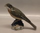 Kongelig Dansk 
1235 Kgl. Vindrossel Ingeborg Nielsen 1911 15 x 13 cm (Turdus iliacus) i 
spurvefamilien