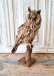 Beautiful stuffed Forest horned owl