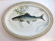 Royal Kopenhagen. Fauna Danica,  Fisch. Ovale Servierplatte. Modell Nr. 19 - 
3520. Länge 47 cm. Breite 36 cm. (2 Wahl). Salmo salar