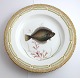 Royal Copenhagen. Fauna Danica. Fish Plate. Dinner plate. Model # 19 - 3549. 
Diameter 25 cm. (1 quality). Pleuronectes platessa