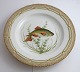 Royal Copenhagen. Fauna Danica. Fish Plate. Dinner plate. Model # 19 - 3549. 
Diameter 25 cm. (1 quality). Leucisens erythrophthalmus