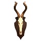 Jagttrofæ Hartebeest