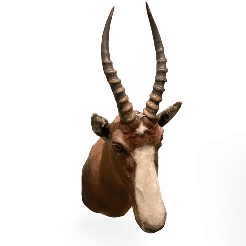 Jagttrofæ Gazelle